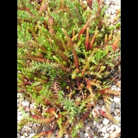Sedum rupestre (fam Crassulacees) (Europe) (1)